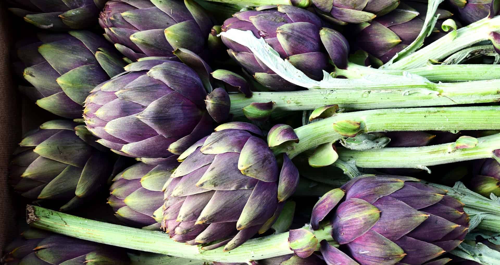 A bountiful box of Florida artichokes, harvested from a flourishing crop.