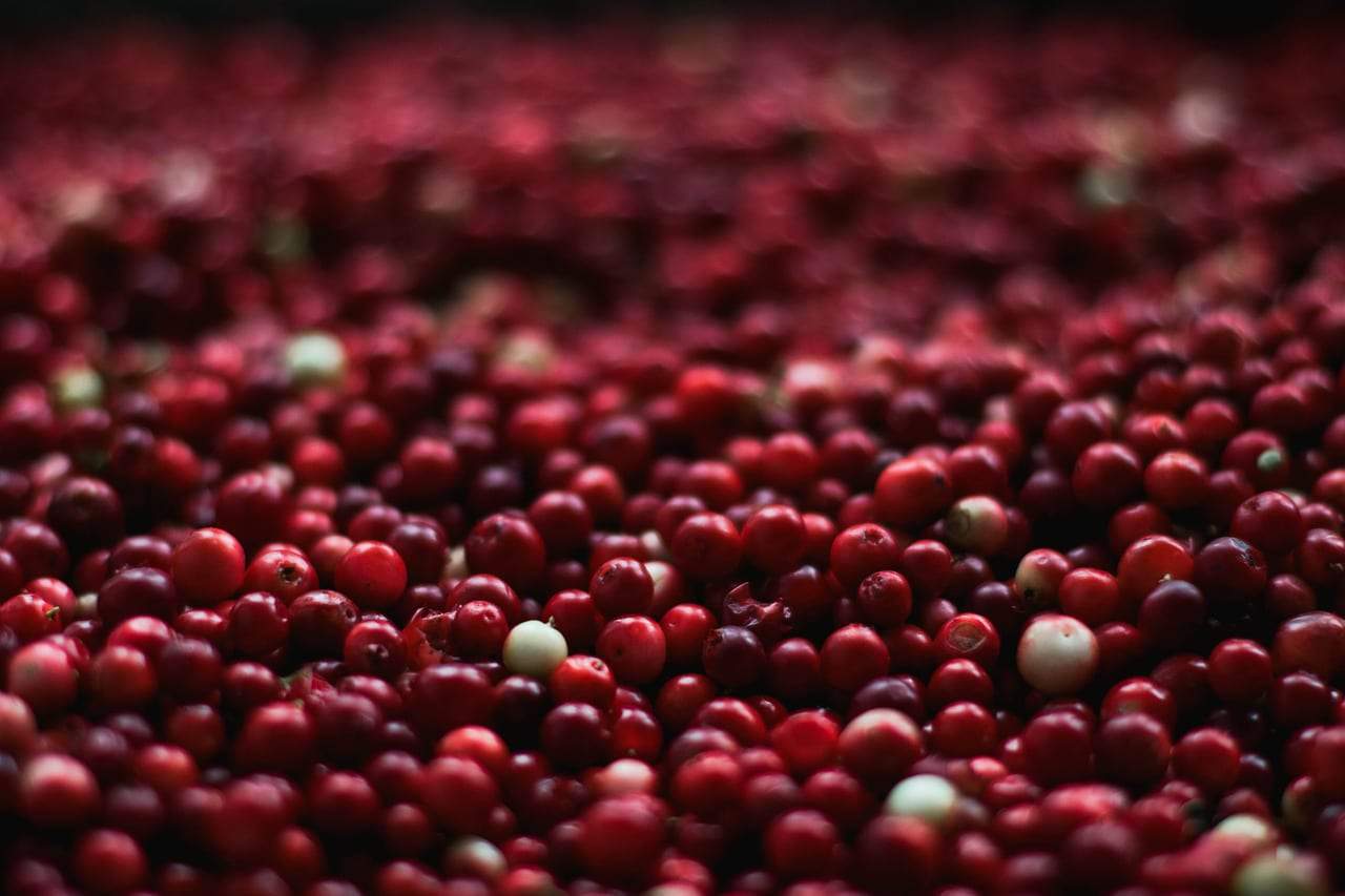 Commodity Focus Growing Cranberries AgAmerica