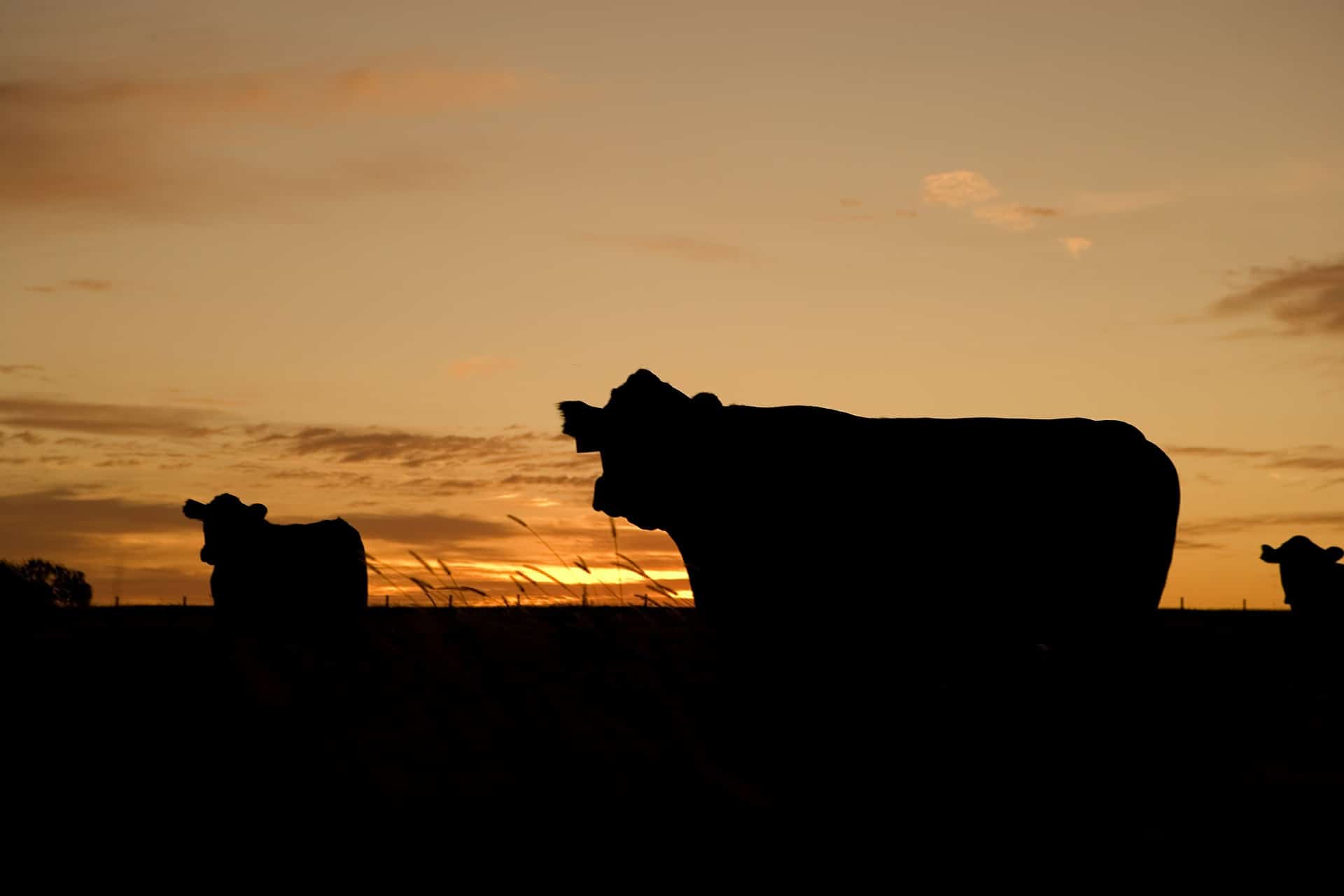 Silhouette of cows in a field at sunset in the Alabama countryside.