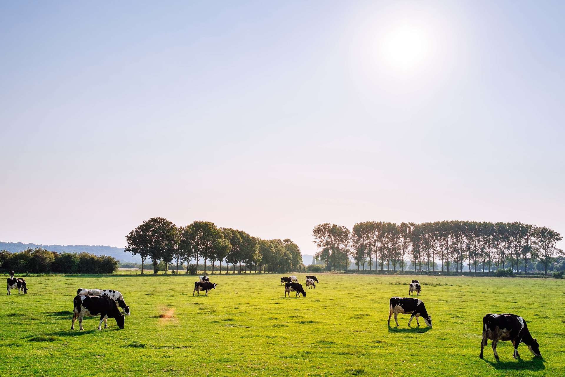 A group of cows grazing in a field at a Virginia Dairy Farm.