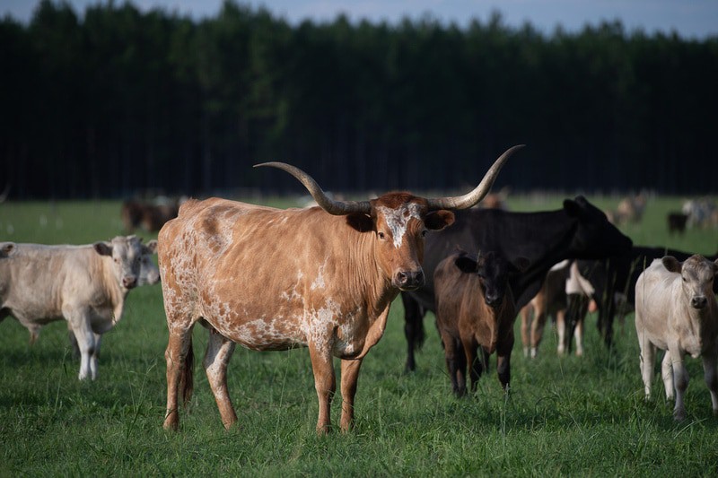 A large herd of cattle, owned by a Texas cattle rancher, standing in a field.