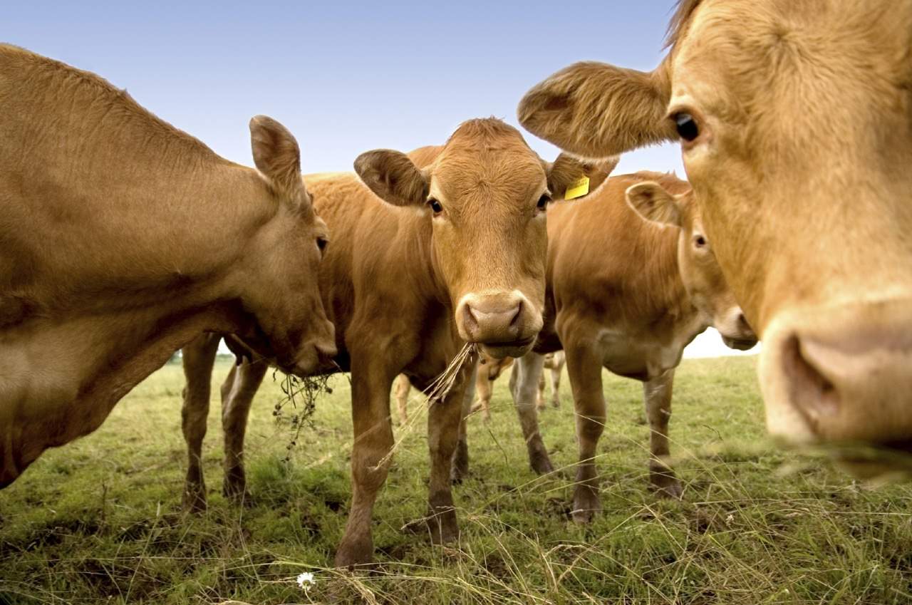 group of light brown cattle standing up