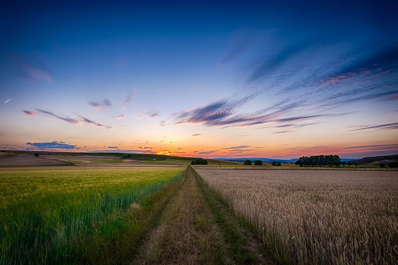 A path leading through a field of growing nutrient-rich crops at sunset, celebrating National Nutrition Month.