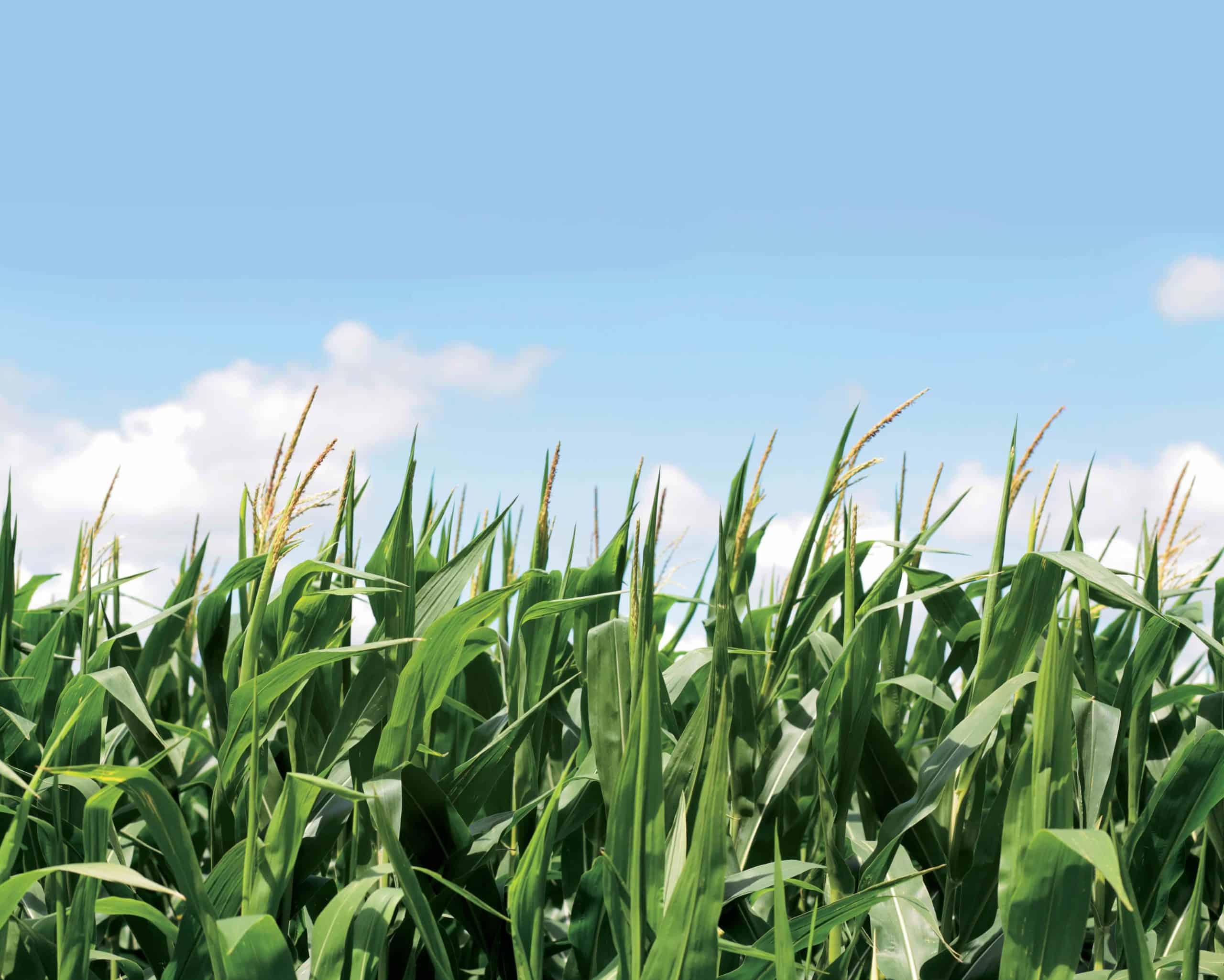 A field of corn, cultivated by farmers who adapt to changes in a changing world, stands tall under the vast blue sky.