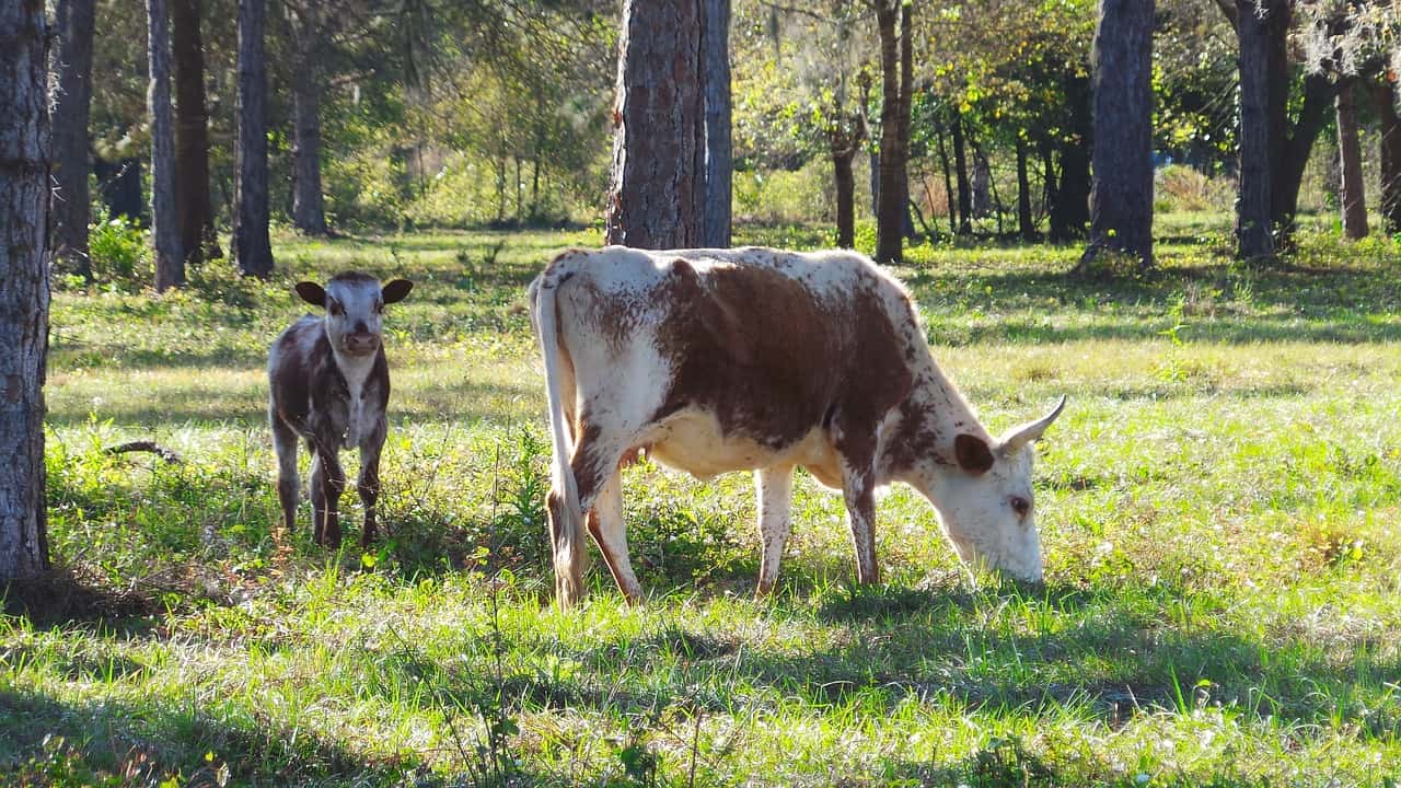 two brown and white cattle near trees