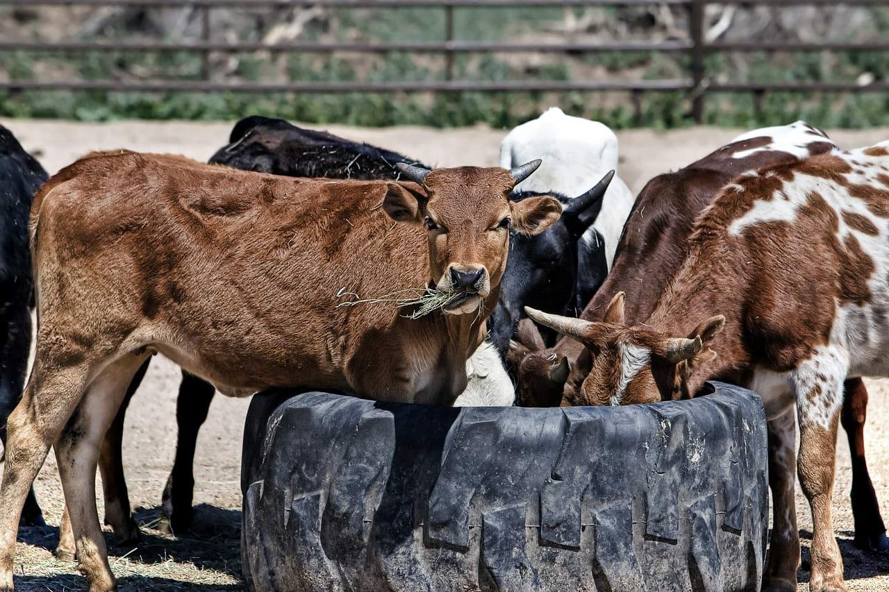 Texas Cattle History: The History Of The Stockyards | AgAmerica