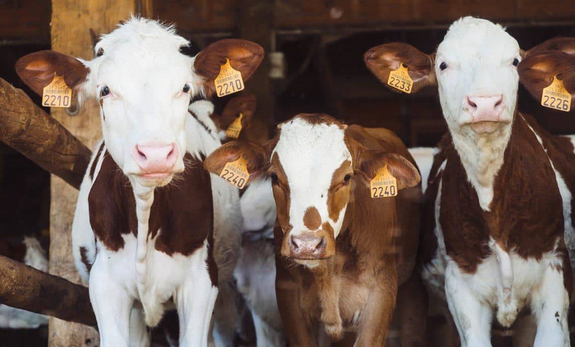 brown and white cows