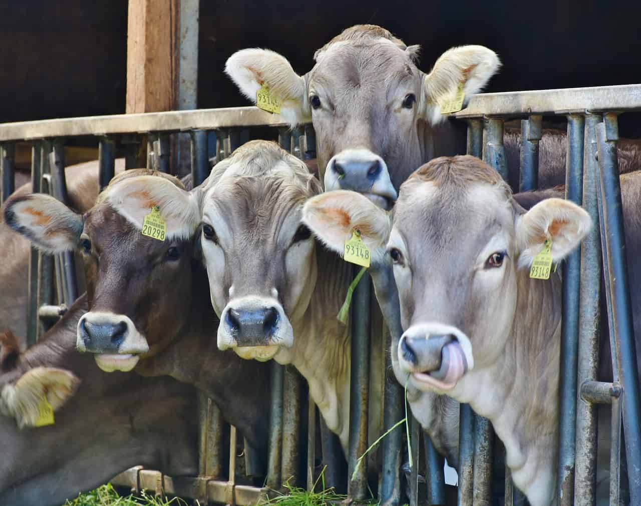 grouping of brown cows