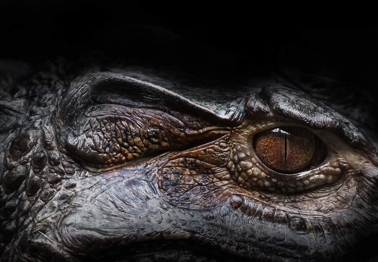 A close up of a crocodile's eye at an alligator farm.