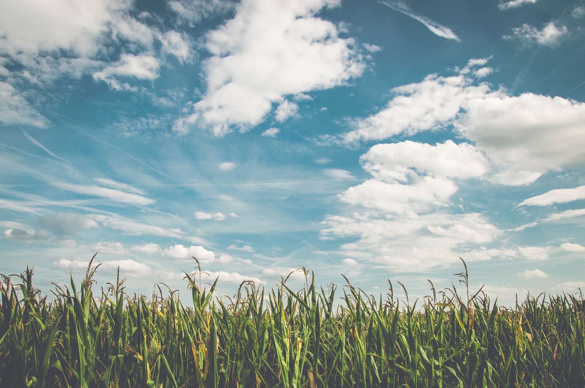 A vast field covered in lush green grass, stretching as far as the eye can see, with fluffy white clouds floating peacefully in the sky above.