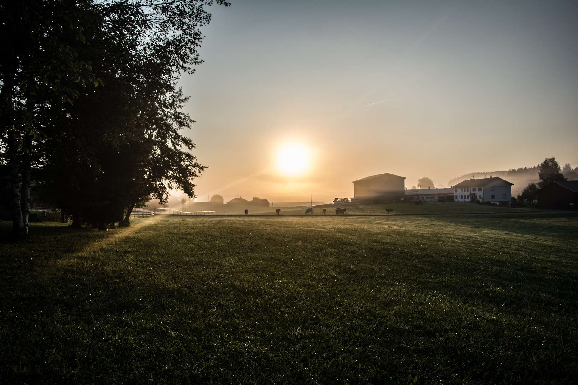 The sun rises over a field with AgAmerica trees in the background.