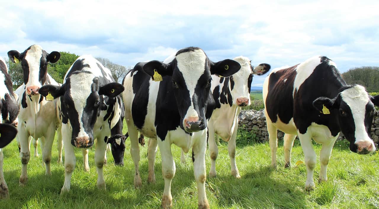 A group of cattle standing in a field, representing the dairy industry.