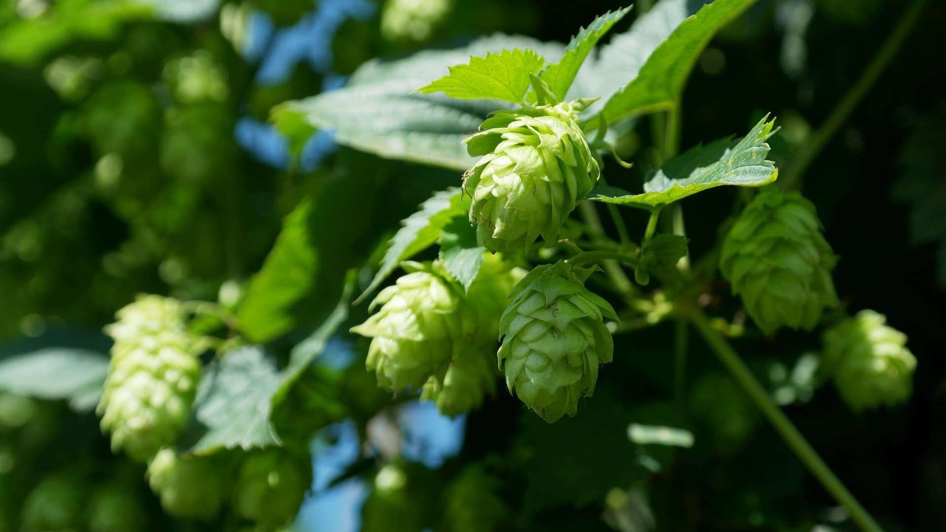 A close up of green hops on a tree, showcasing the beauty of Smart Crop Choices in North Carolina.