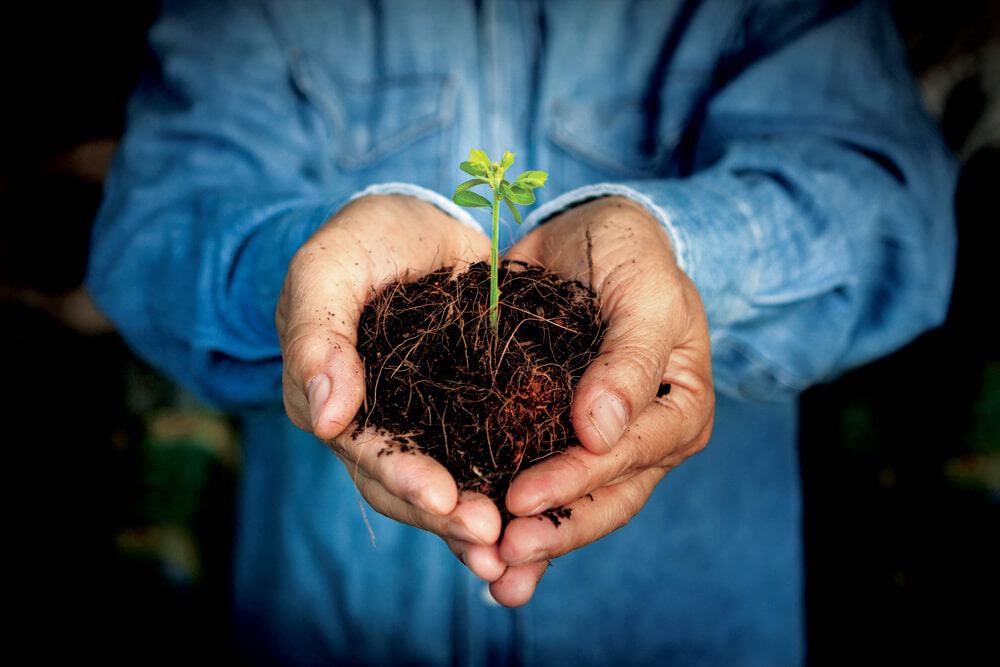 A man, likely an American farmer, holding a plant in his hands.