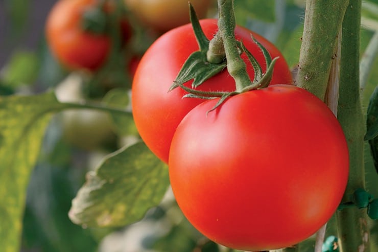 red tomatoes hanging on tree