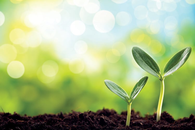 Two green plants sprouting out of the soil in an industrial farming setting.
