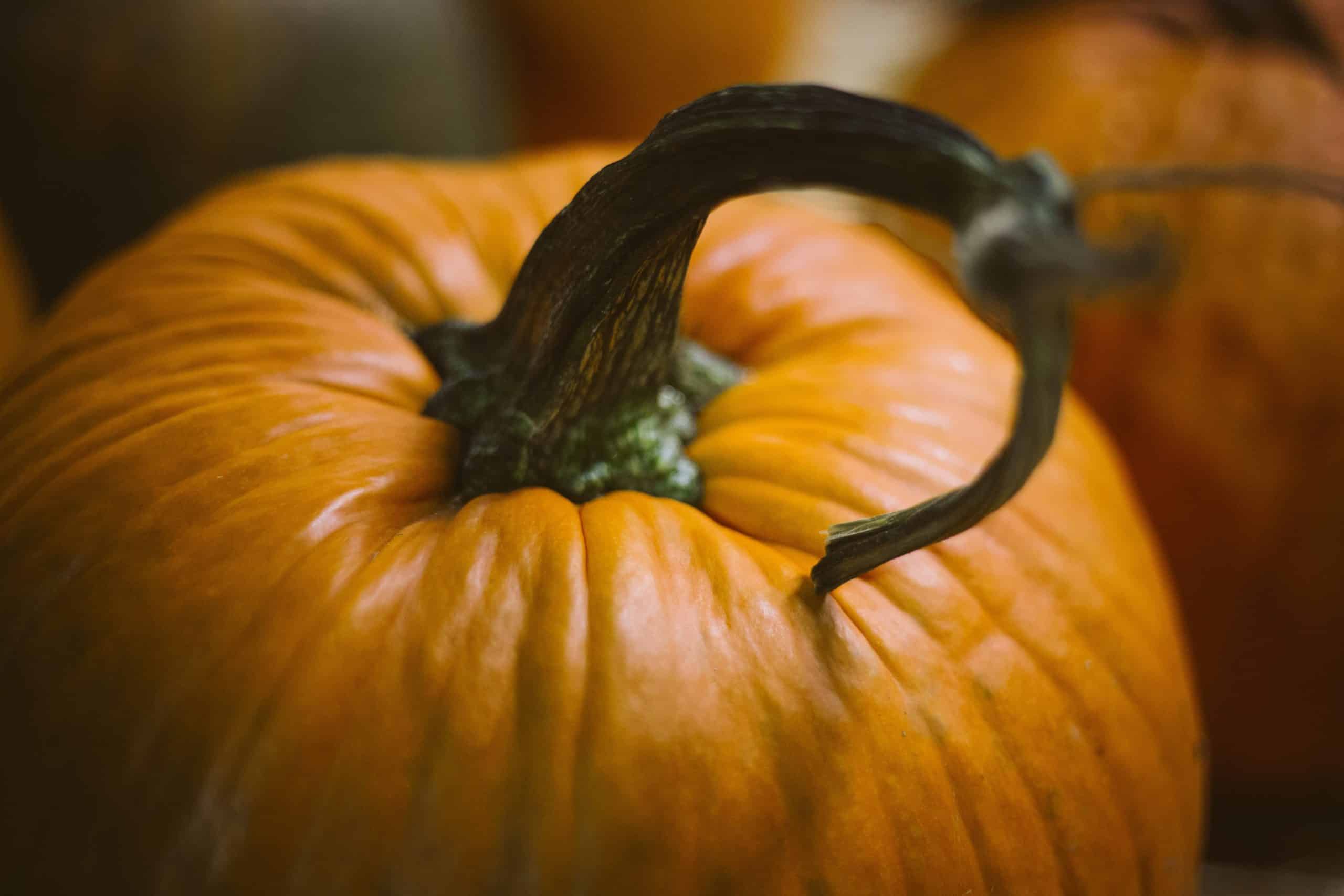 A close up of a pumpkin on a table at an ag operation.