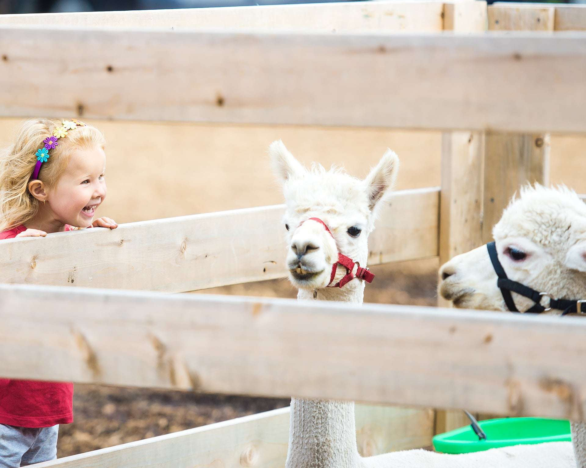 A little girl is visiting a Florida AgriTourism farm and looking at a group of alpacas.
