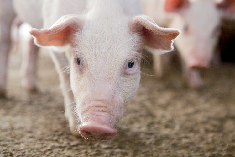A close up of a pig, a swine farmer's prize, looking at the camera during National Pork Month.
