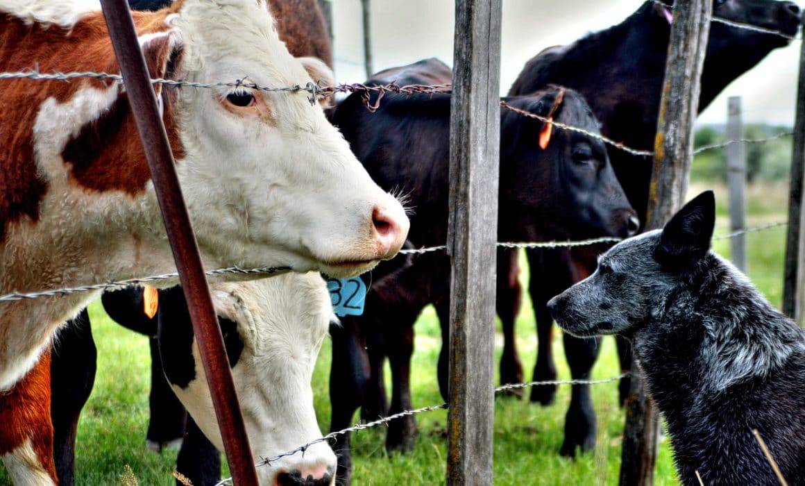 Florida cattle dog with livestock.