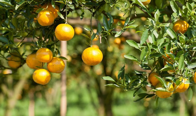 Oranges are facing greening disease in an orchard.