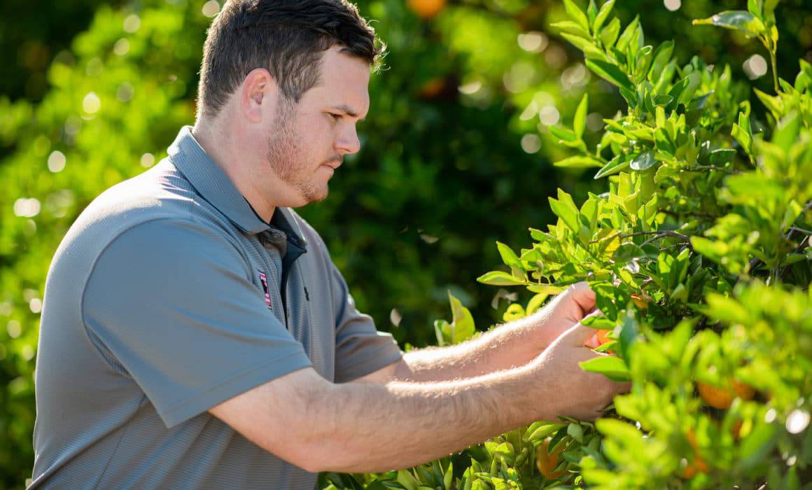 A man picking oranges from a tree in Florida, contributing to the citrus production forecast.