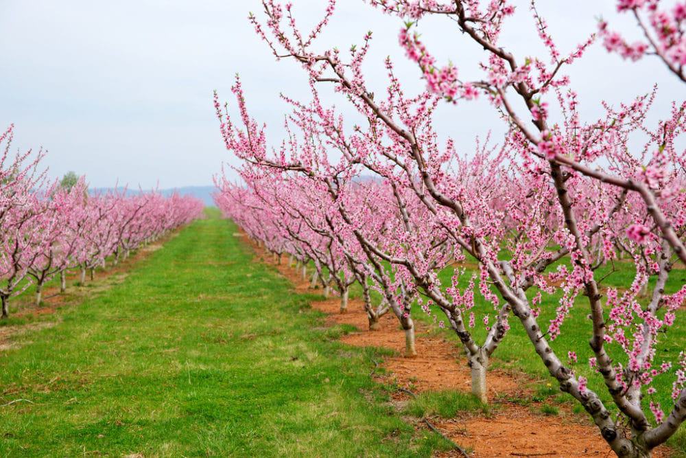 An orchard full of pink blossoms is a sight that embodies the power of beauty and tranquility. Each delicate petal exudes a sense of elegance and harmony, captivating the senses with its enchant