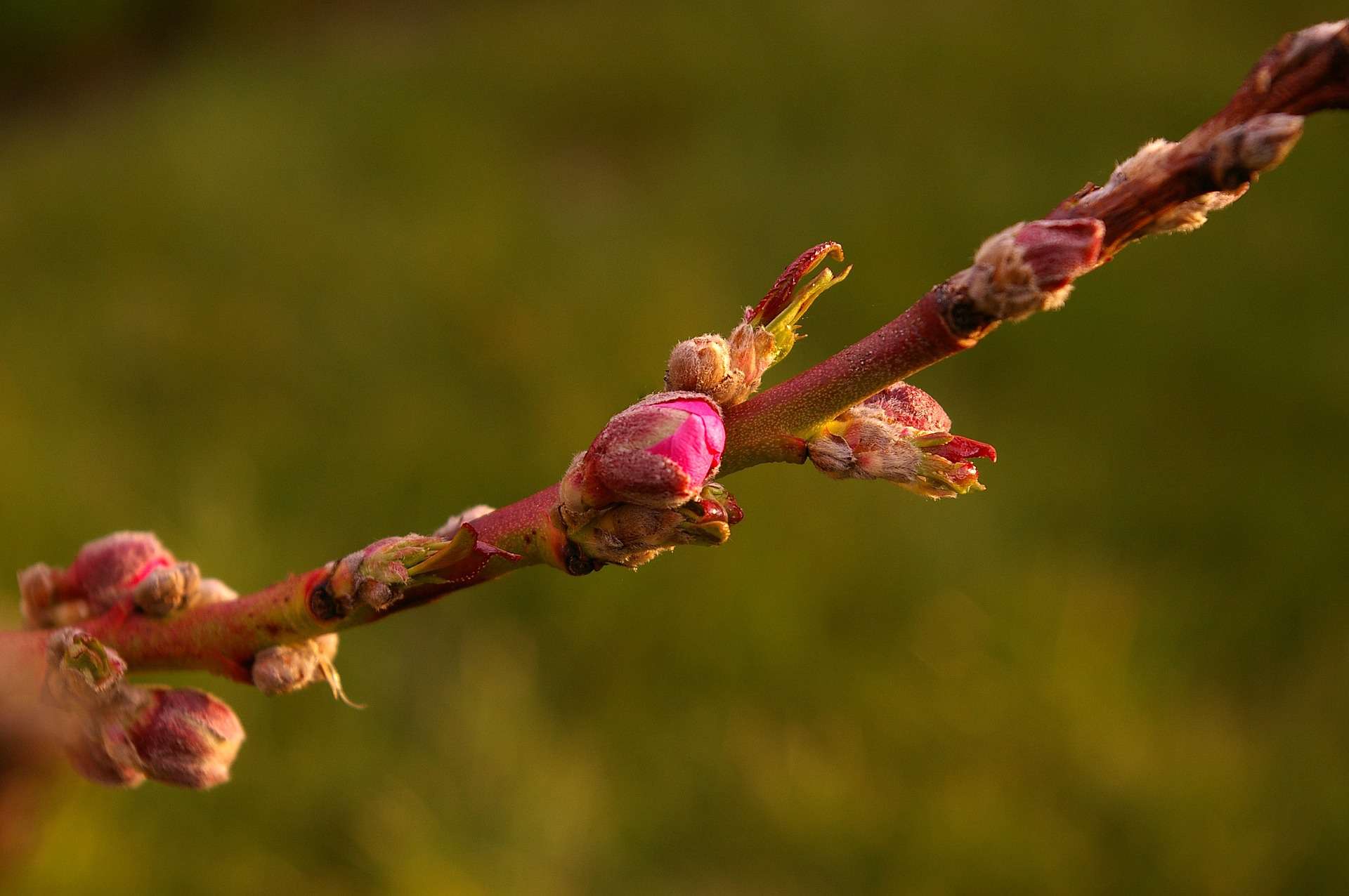 A branch of a tree with buds on it in a peach farm.