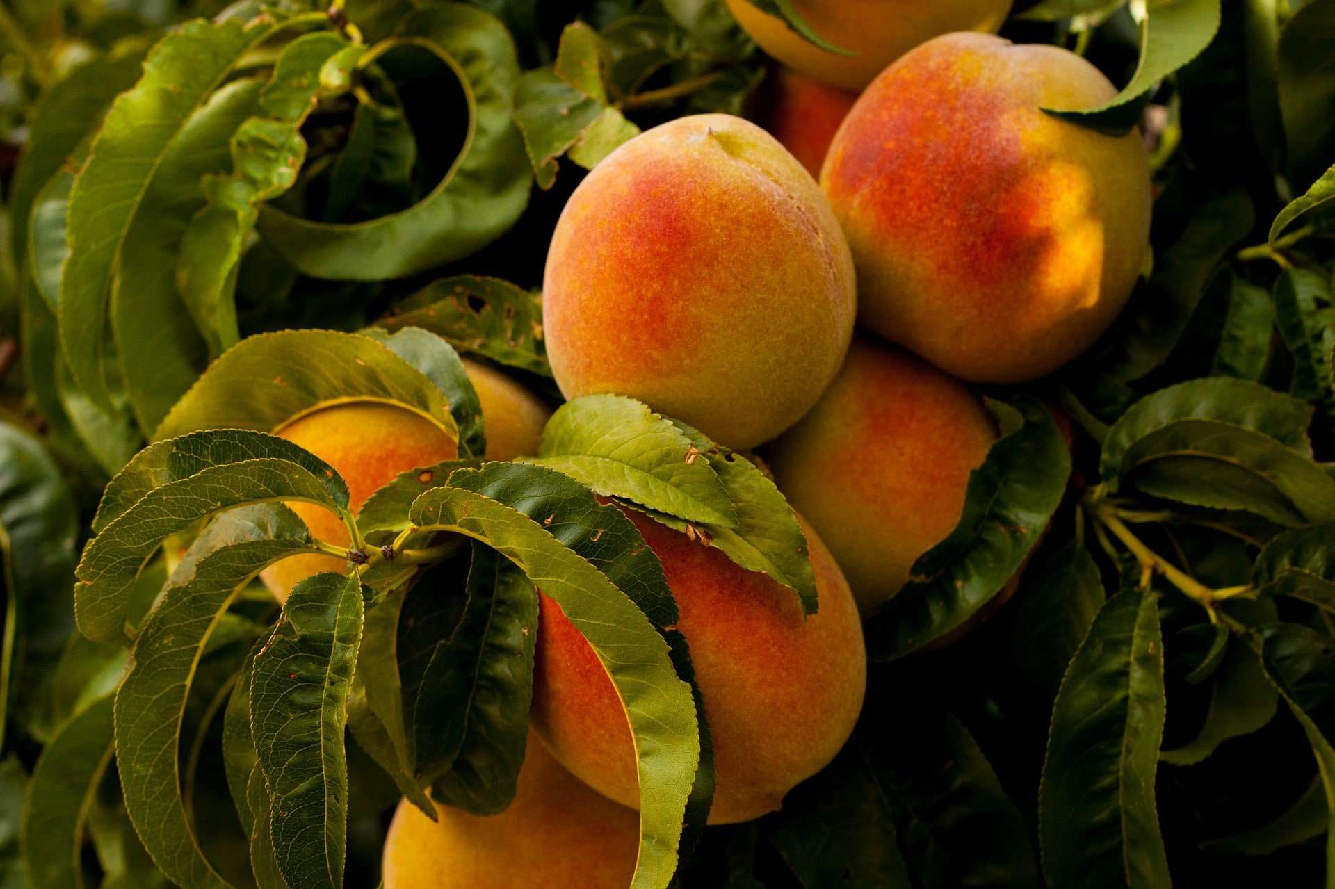Ripe peaches hanging from a tree in the Southeast during Peach Season.