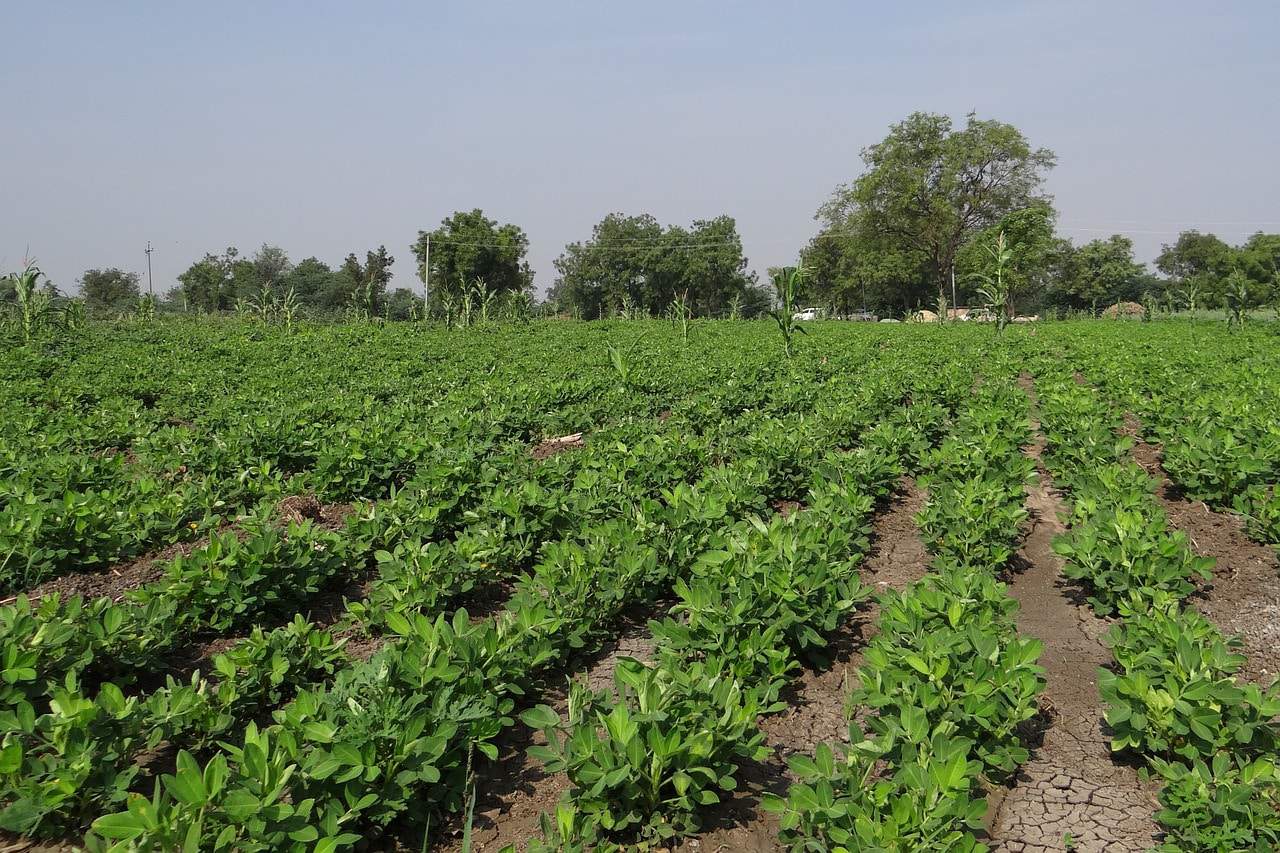 A field of green beans surrounded by trees, creating a picturesque landscape.