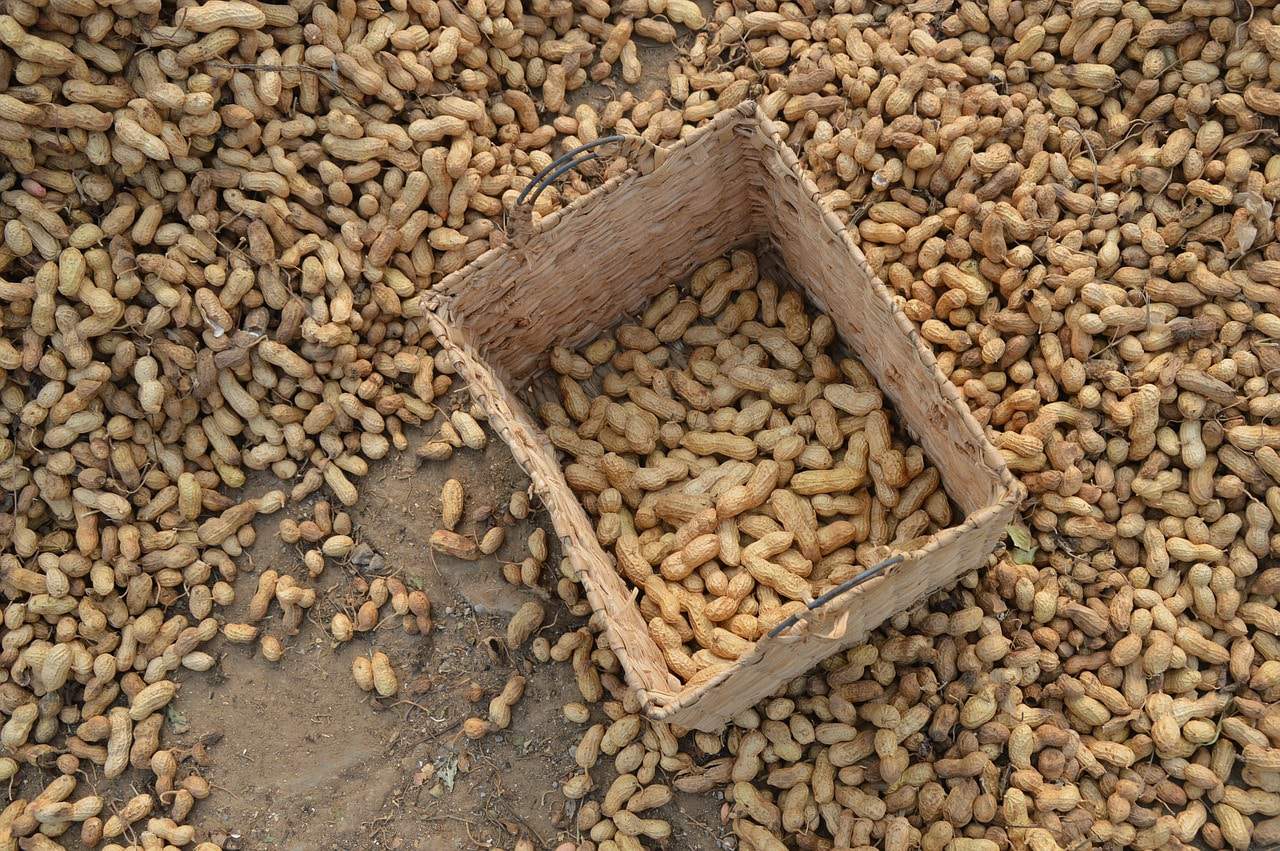 Peanuts harvested from Georgia's rich agricultural land, neatly arranged in a rustic basket on the fertile ground.