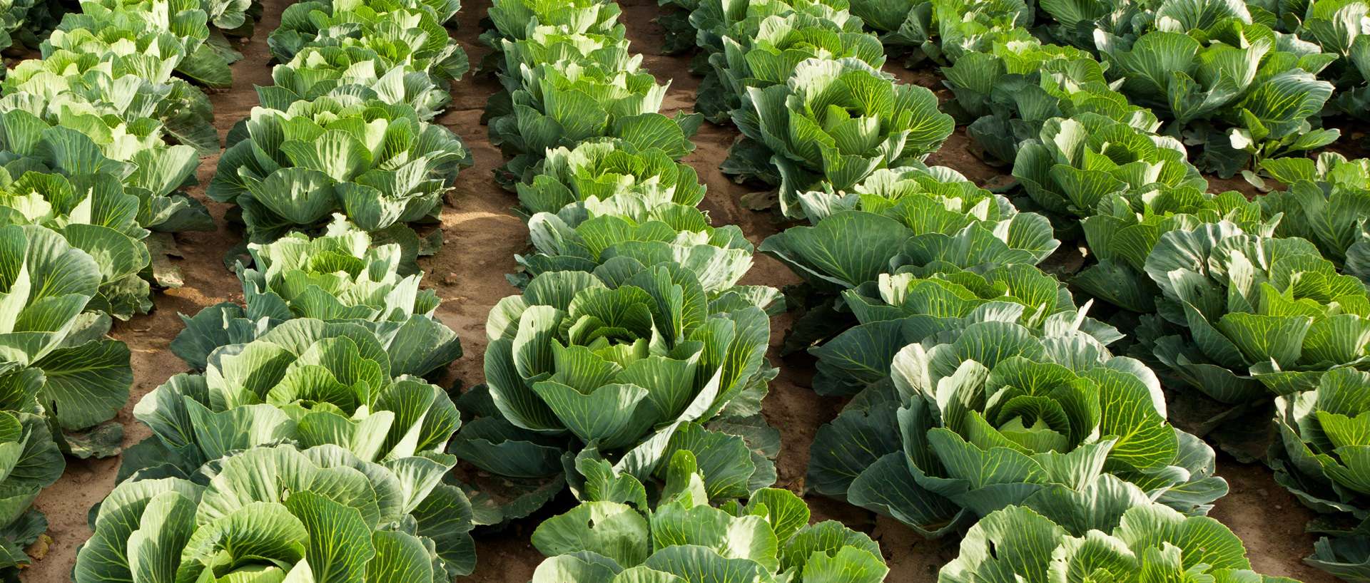 rows of green cabbage