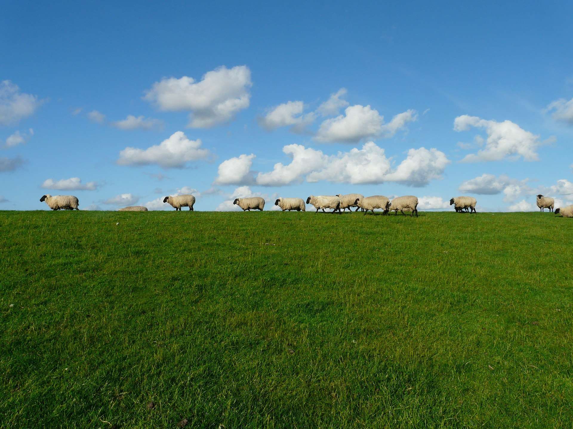 green field with sheep and white fluffy clouds
