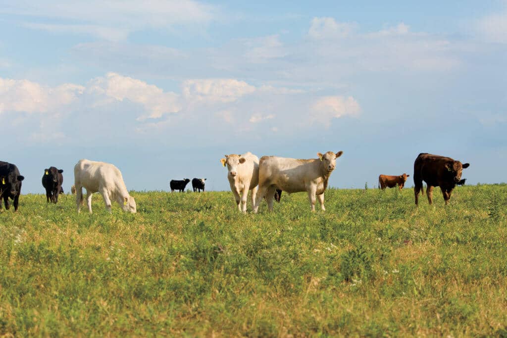 A group of cows grazing in a rural field.