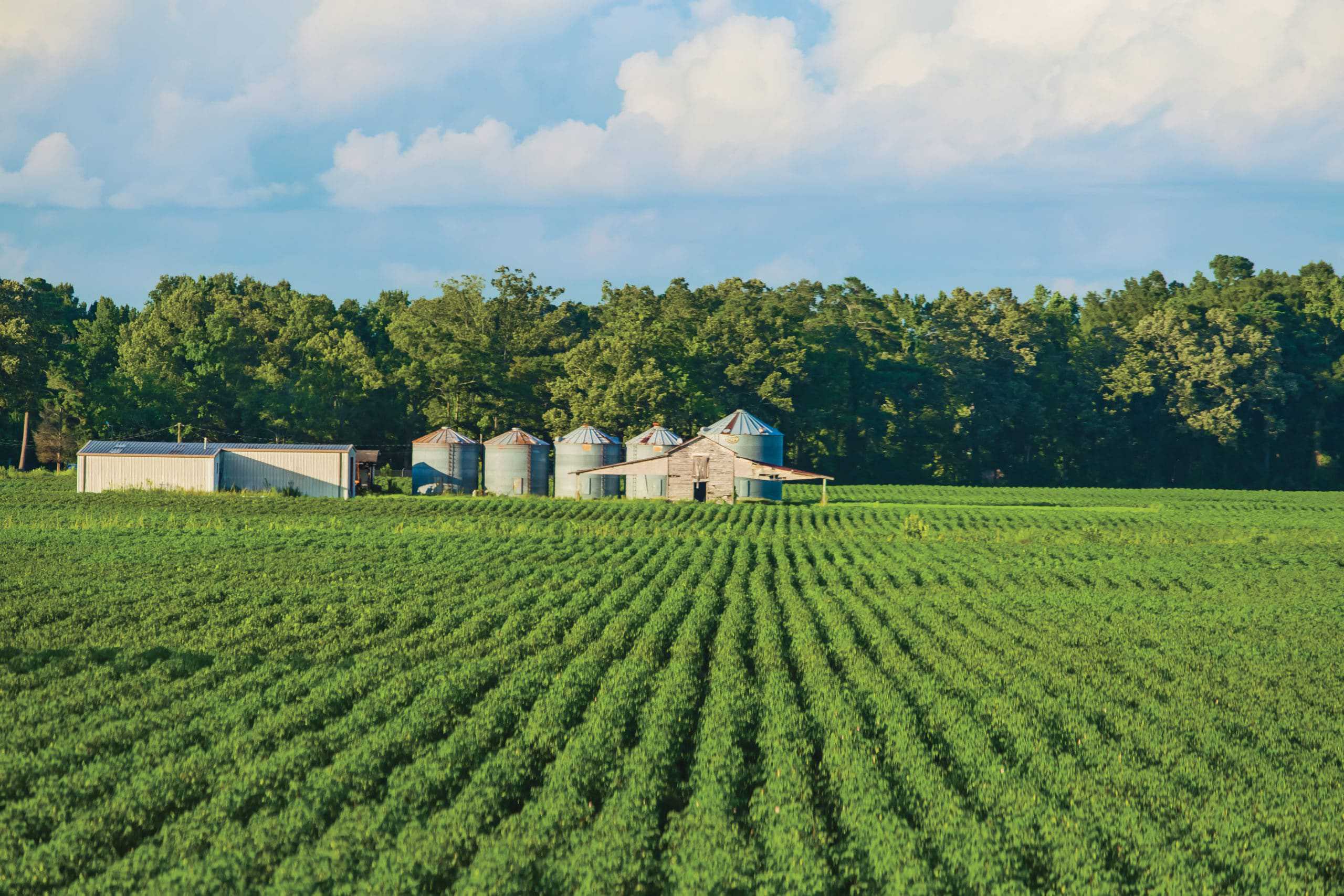 Agricultural farm with a silo located in the midst of a vast field.