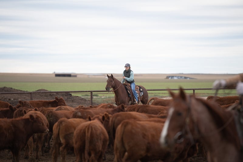A woman on horseback amidst a herd of cattle, showcasing the vital role of women in agriculture.