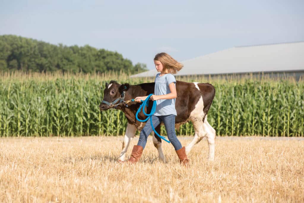A beginning rancher loans a girl walking a cow in a field.