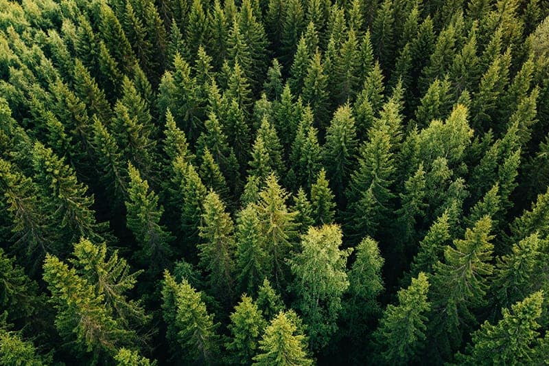 aerial shot of evergreen trees