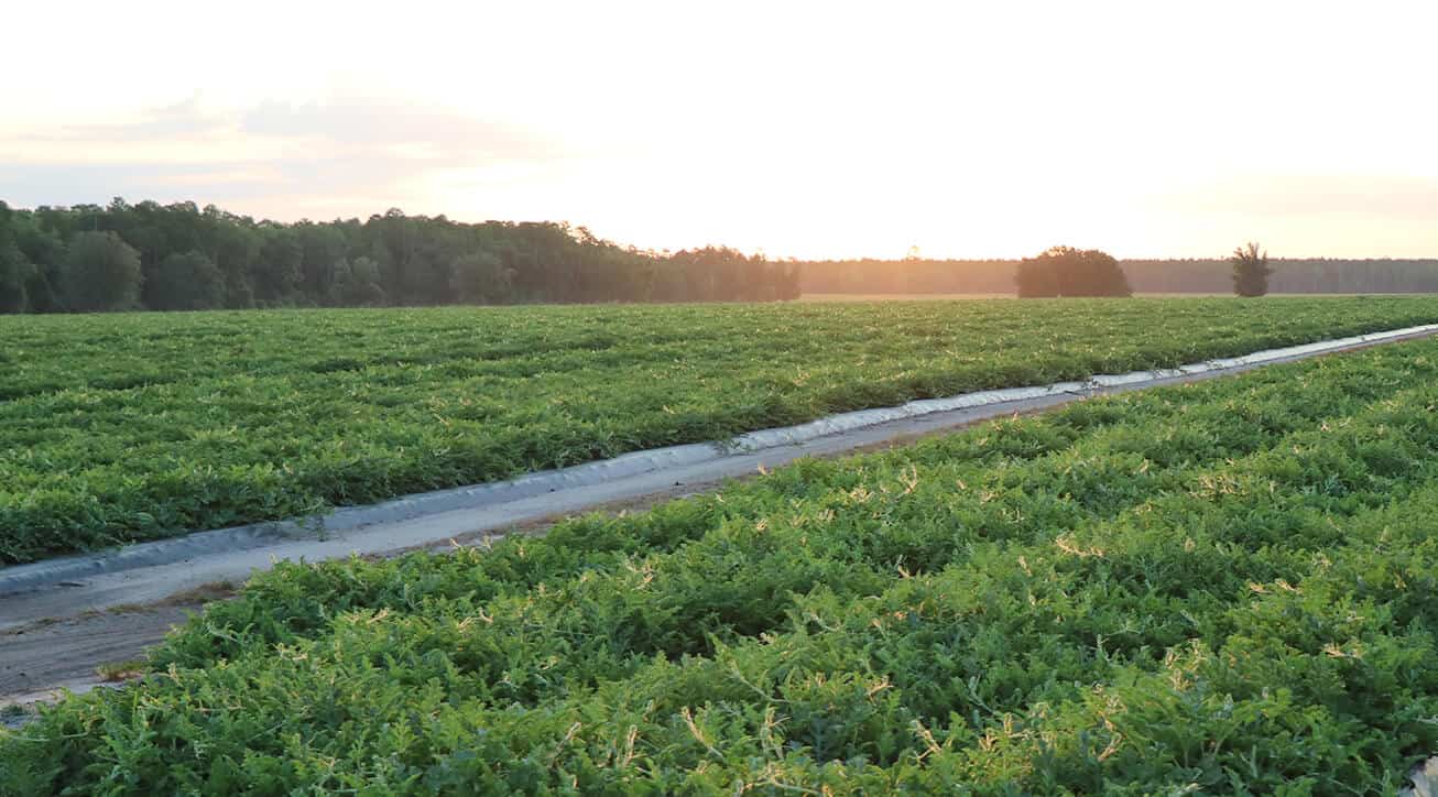 Loan on Agricultural Land