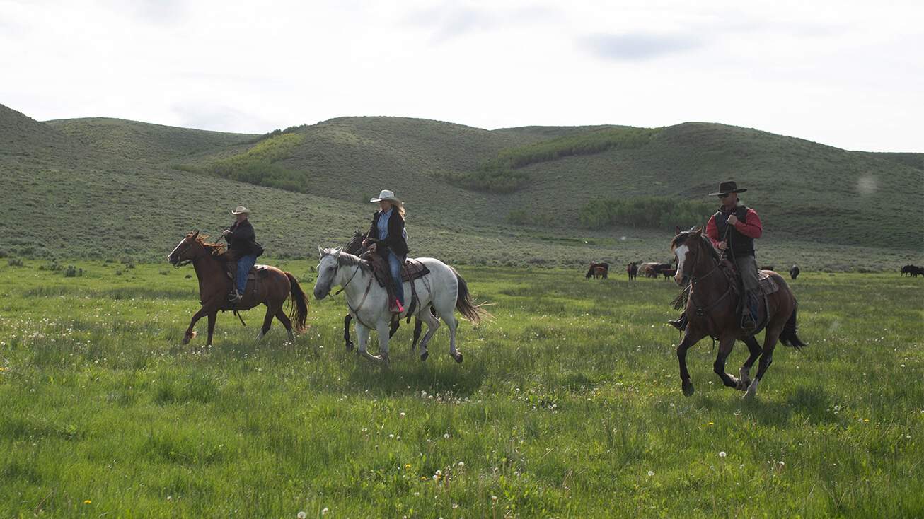 Cattle ranchers on horseback riding across farmland.