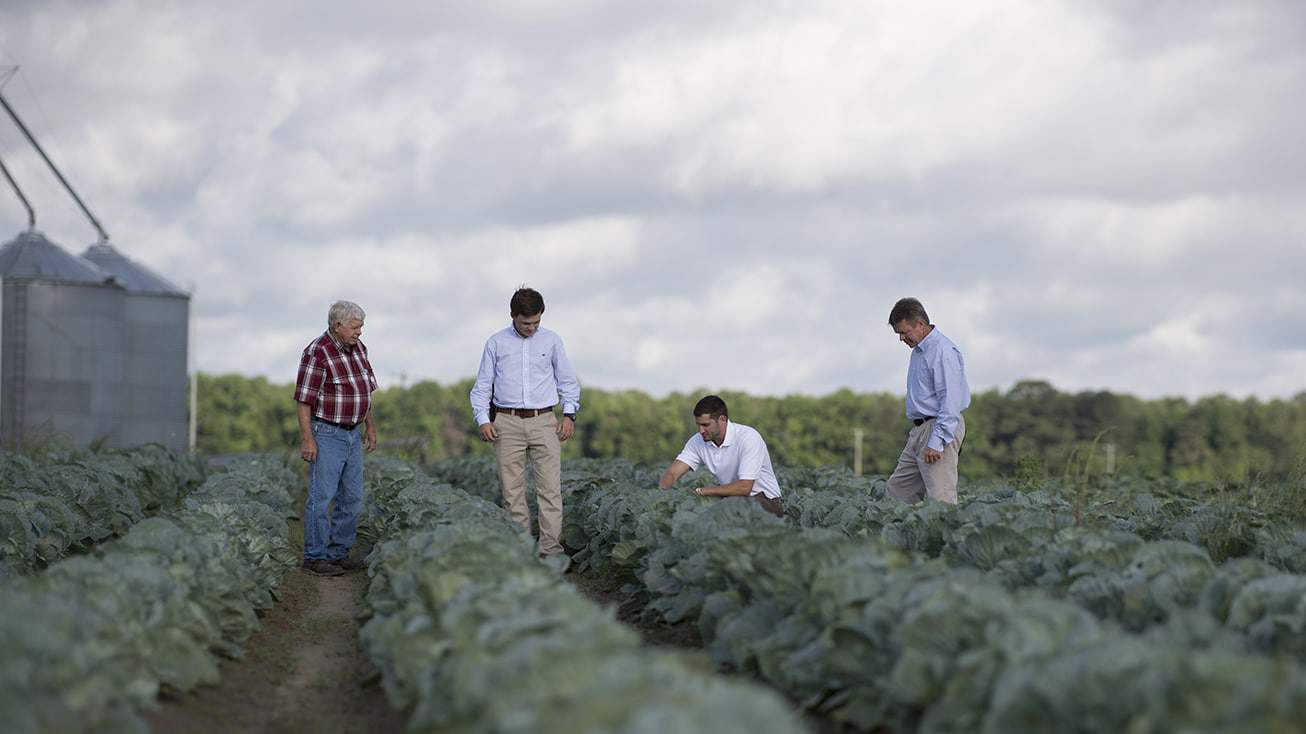 Three men standing in a field of cabbage.