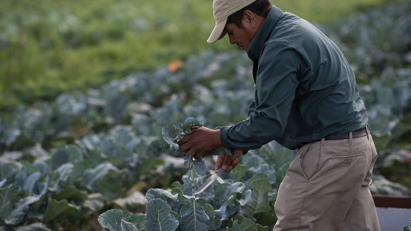 A farmworker harvesting cabbage.