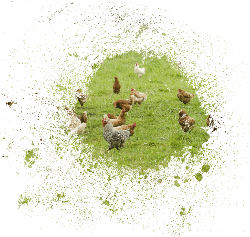 Poultry Farm Loans & Poultry Farm Financing AgAmerica