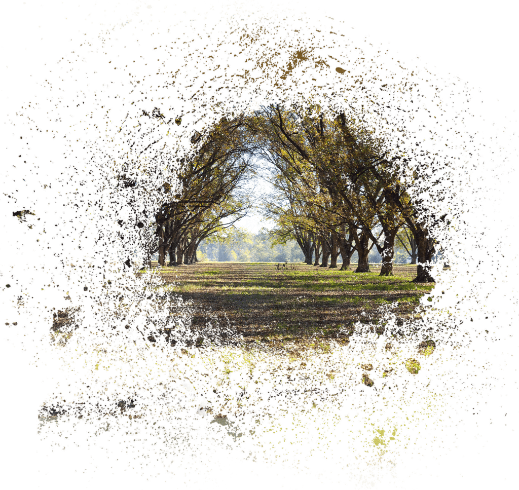 Tree Nut Farm Loans AgAmerica