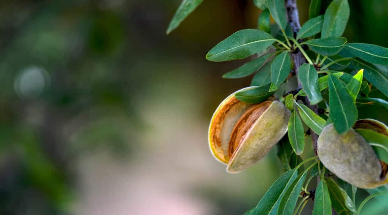 California Almond Farming | AgAmerica