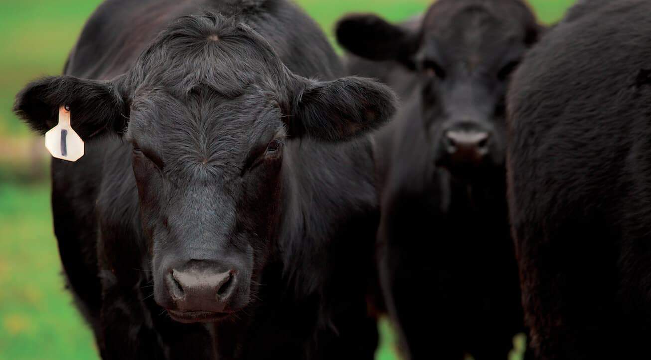 Cattle Farm Loans