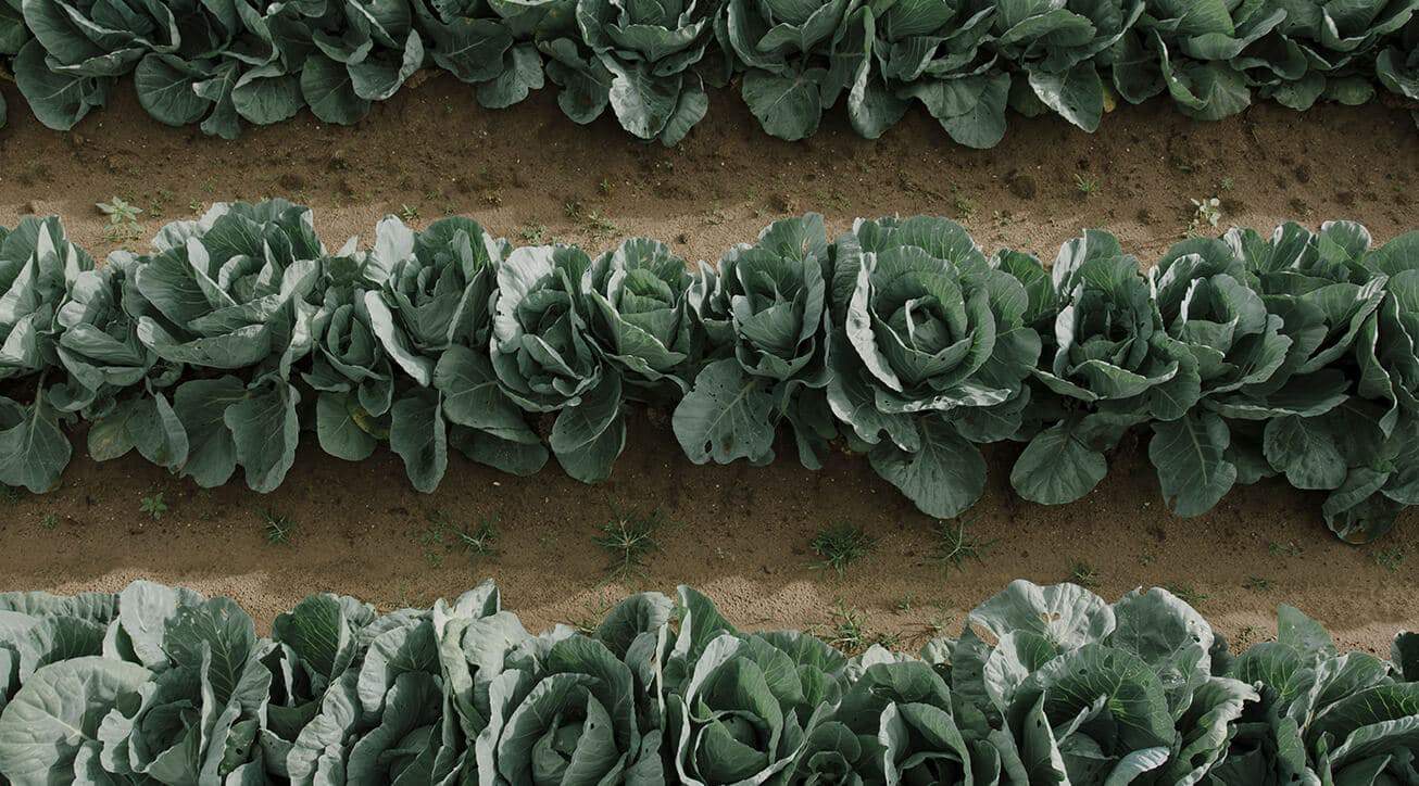 Agriculture Loan