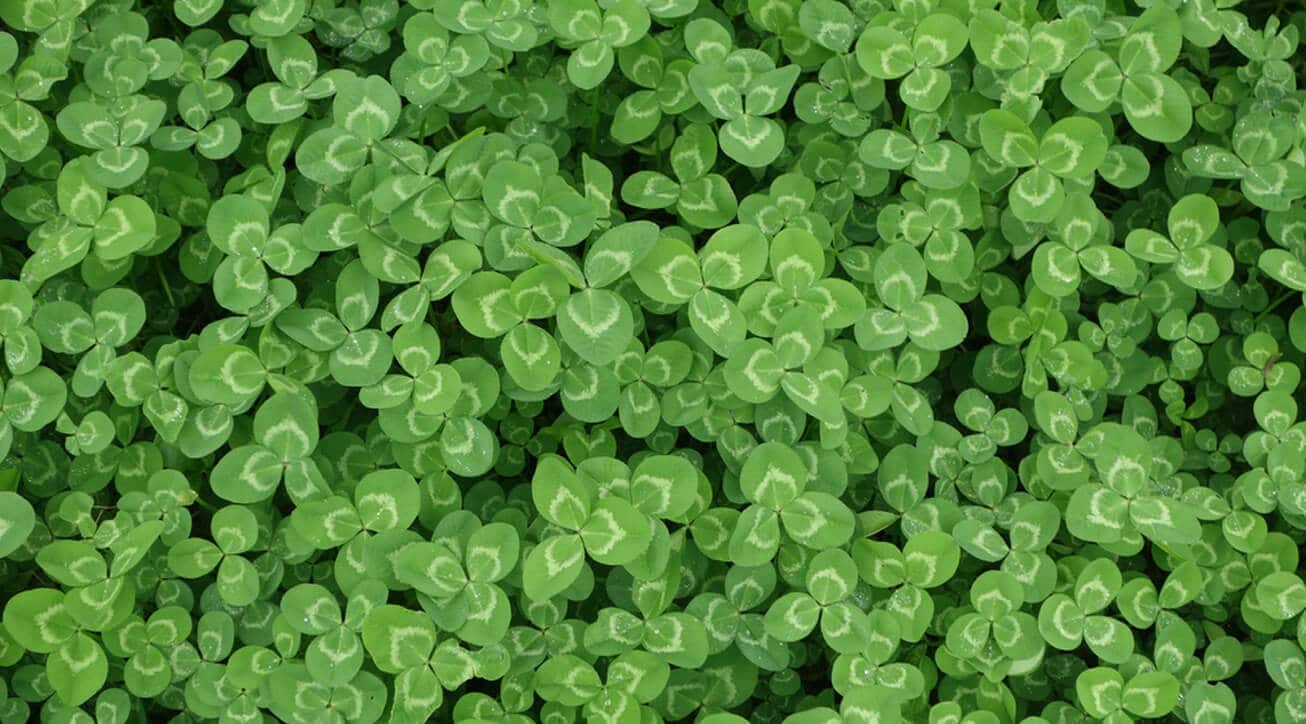 Regional cover crops in the U.S.