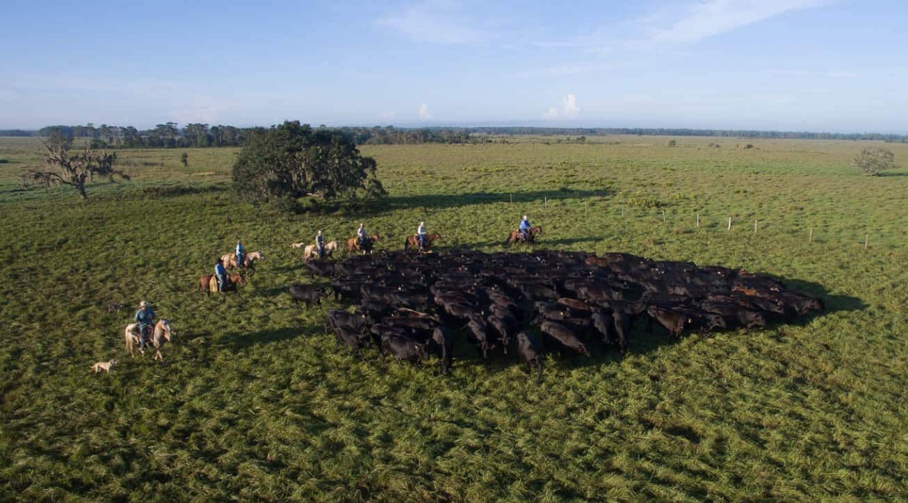 Livestock being herded.