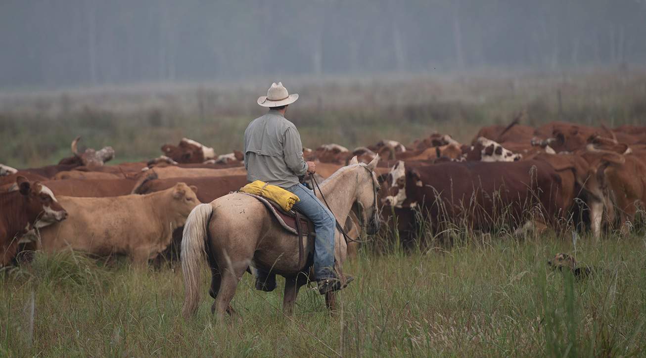 A man riding a horse in a field of cows.